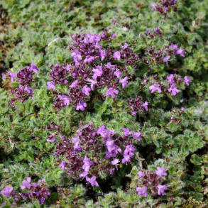 Thymus praecox var. pseudolanuginosus - Lodden timian