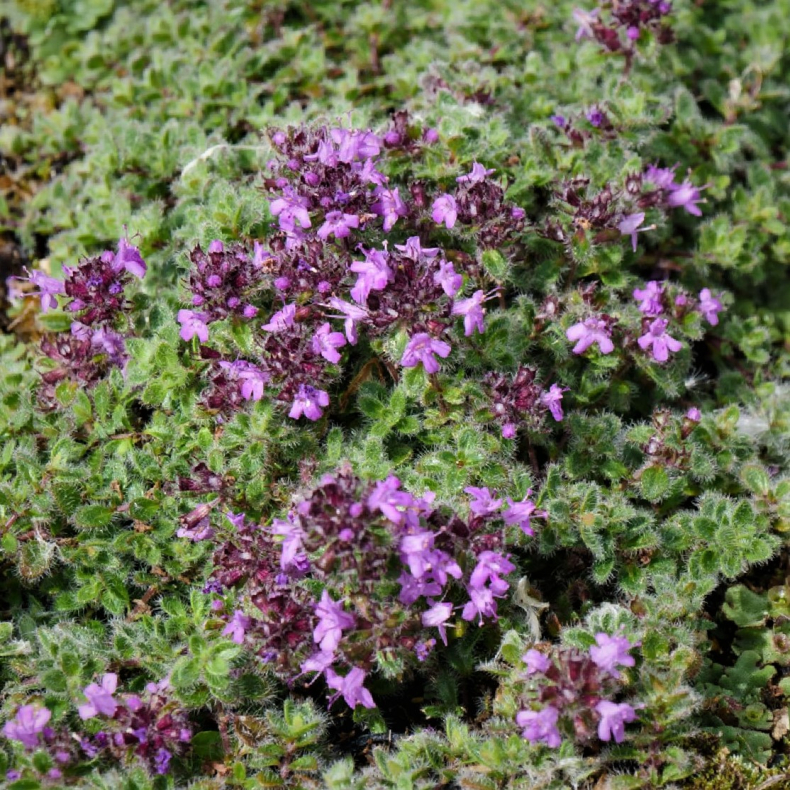 Thymus praecox var. pseudolanuginosus - Lodden timian