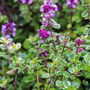 Thymus pulegioides Foxley - Timian