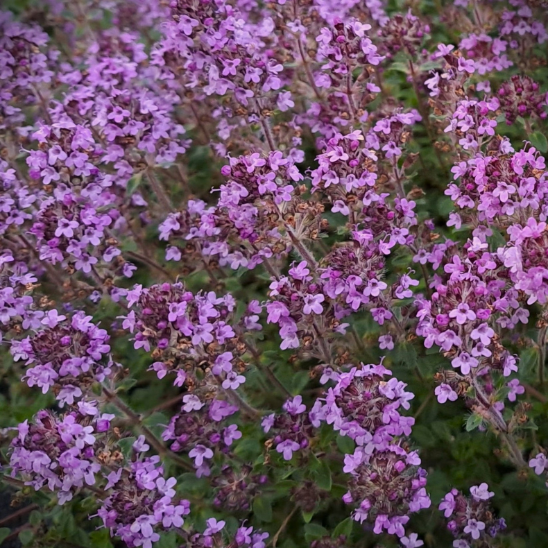 Thymus serpyllum Magic Carpet - Tppe timian