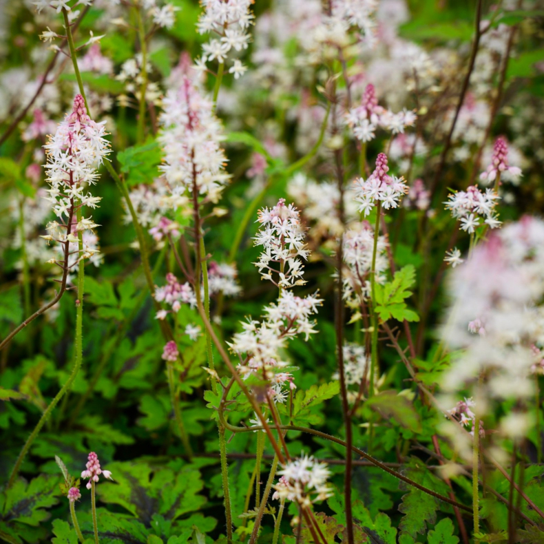 Tiarella Angel Wings - Skumblomst