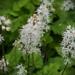Tiarella cordifolia Moorgr�n - Skumblomst 