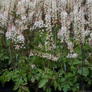 Tiarella cordifolia Pink Skyrocket  - Skumblomst