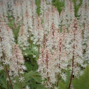 Tiarella cordifolia Pink Skyrocket  - Skumblomst
