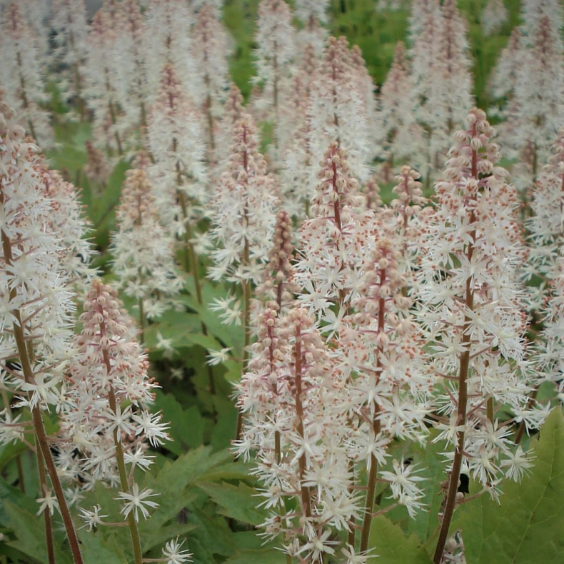 Tiarella cordifolia Pink Skyrocket  - Skumblomst