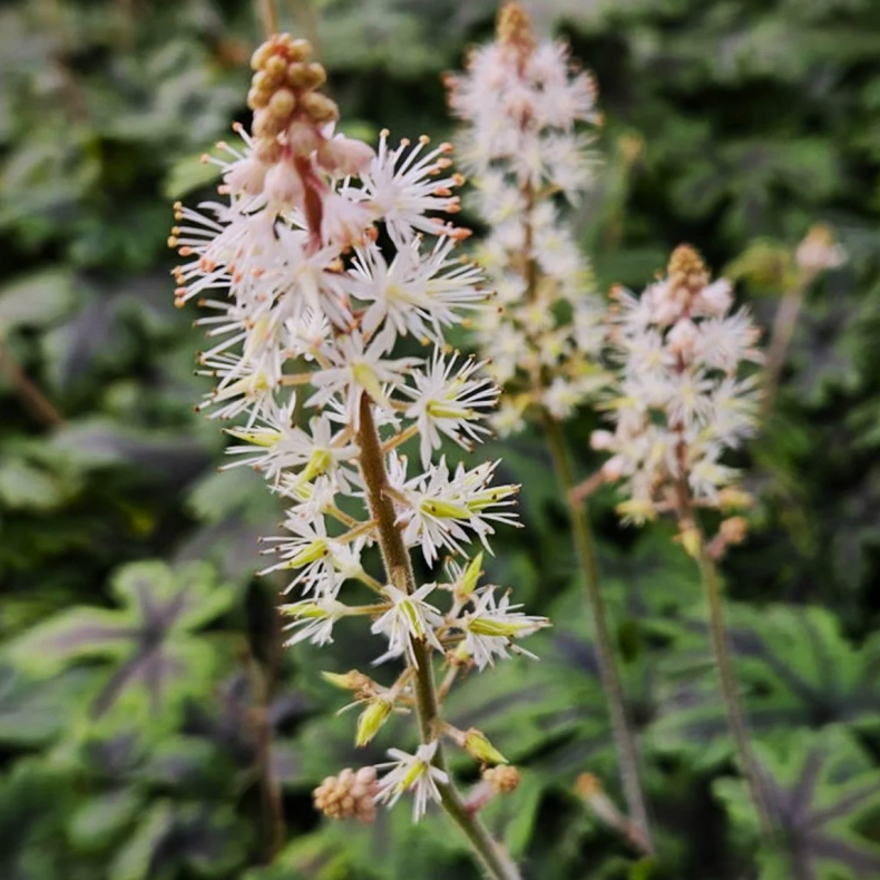 Tiarella hybrida Emerald Ellie  - Skumblomst