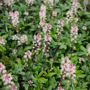 Tiarella hybrida Raspberry Sundae  - Skumblomst