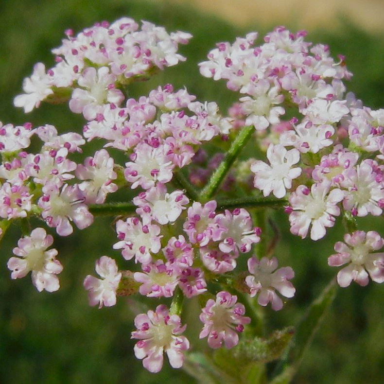 Torilis japonica - Hvas Randfr�