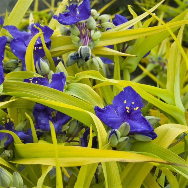 Tradescantia andersoniana Sweet Kate - Trekantsblomst