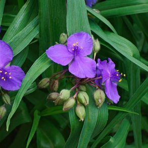 Tradescantia andersoniana - Violet Trekantblomst 1L