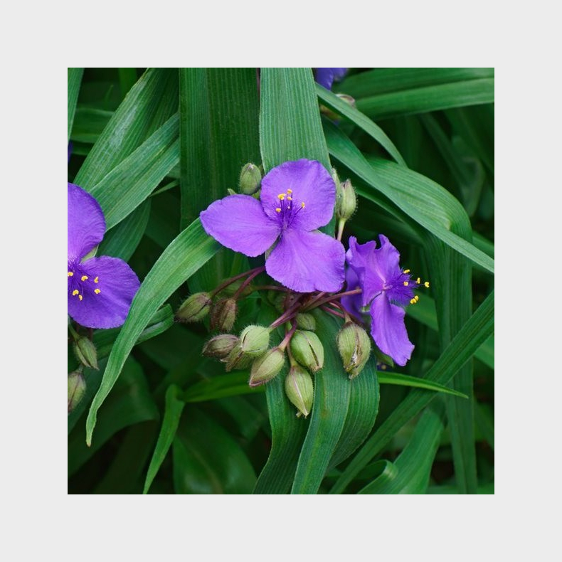 Tradescantia andersoniana - Violet Trekantblomst 1L