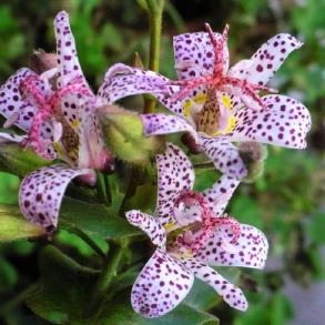 Tricyrtis hirta - Tudselilje