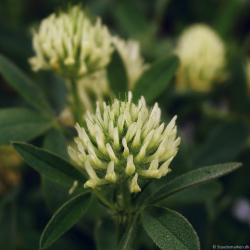 Trifolium ochroleucum - Fjerkl�ver
