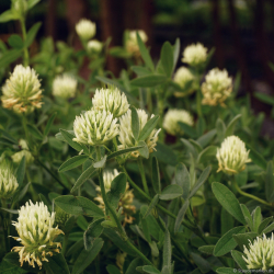 Trifolium ochroleucum - Fjerkl�ver