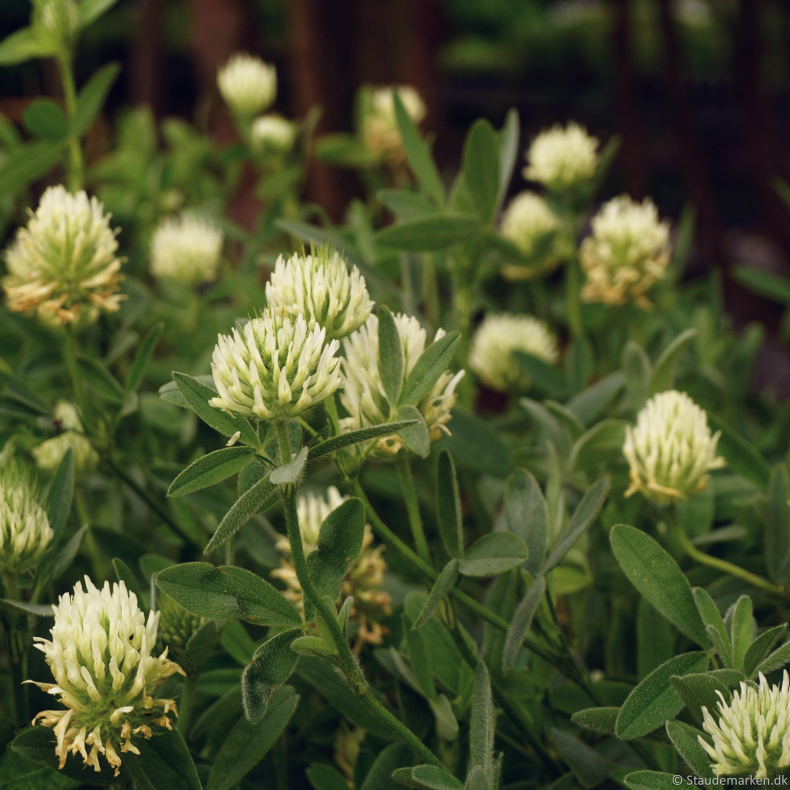 Trifolium ochroleucum - Fjerkl�ver