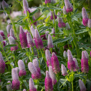 Trifolium rubens - Fjerklver