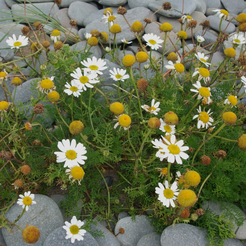 Tripleurospermum maritimum - Strandkamille