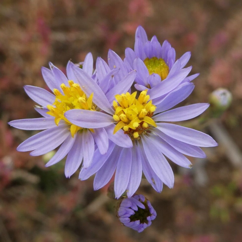 Tripolium vulgare - Strand-asters