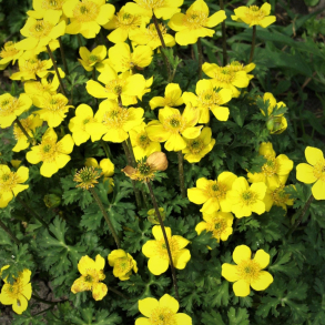 Trollius pumilus - Dv�rg engblomme
