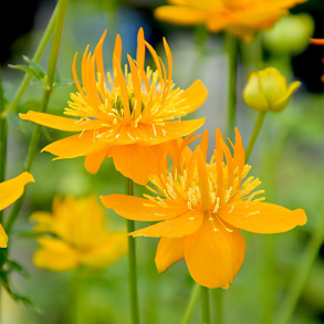 Trollius chinensis Golden Queen - Kinesisk engblomme 