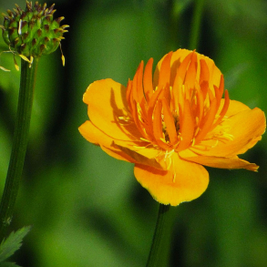 Trollius chinensis  Goldk�nigin- Kinesisk engblomme 