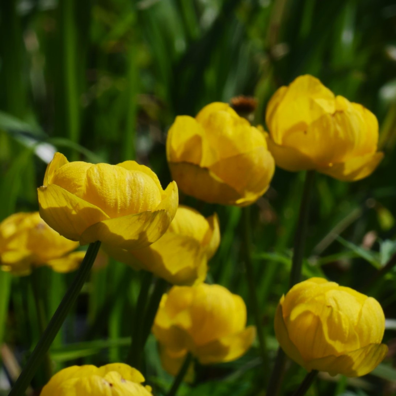 Trollius cultorum Lemon Queen - Engblomme