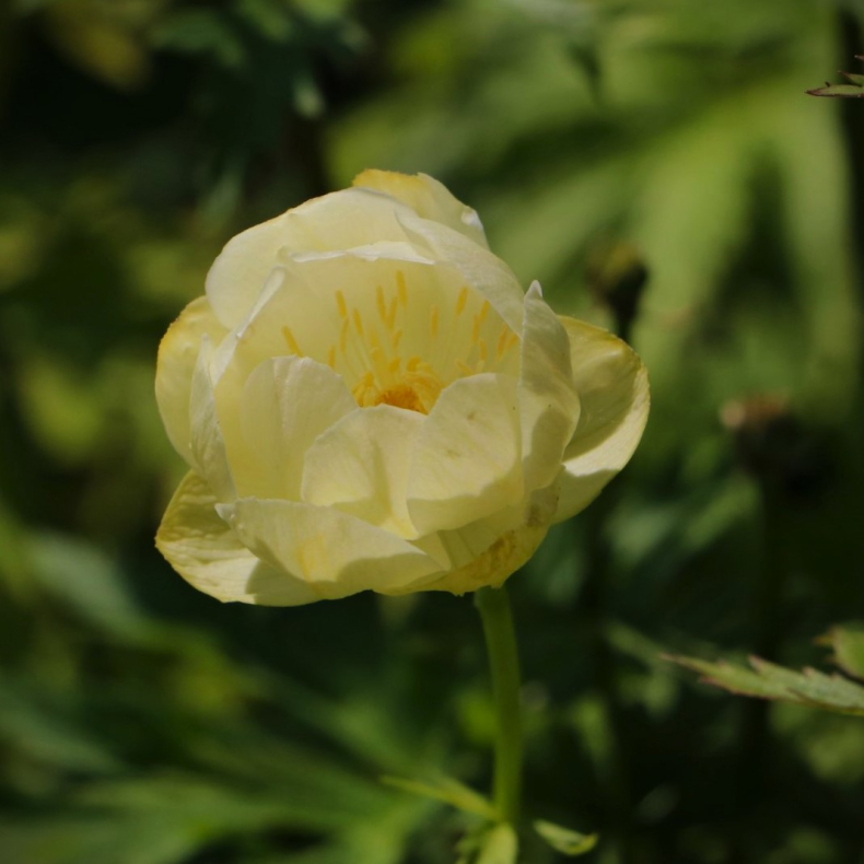Trollius cultorum New Moon - Engblomme