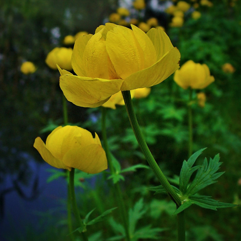 Trollius europaeus - Engblomme 