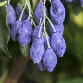 Vaccinium corymbosum Blautropf - Bl�b�r