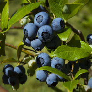 Vaccinium corymbosum Bluecrop - Bl�b�r