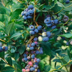Vaccinium corymbosum Brigitta Blue - Bl�b�r