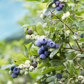 Vaccinium corymbosum Patriot - Bl�b�r