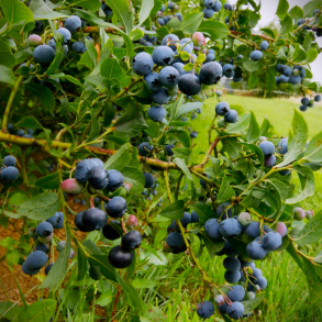 Vaccinium corymbosum Sunshine Blue - Bl�b�r