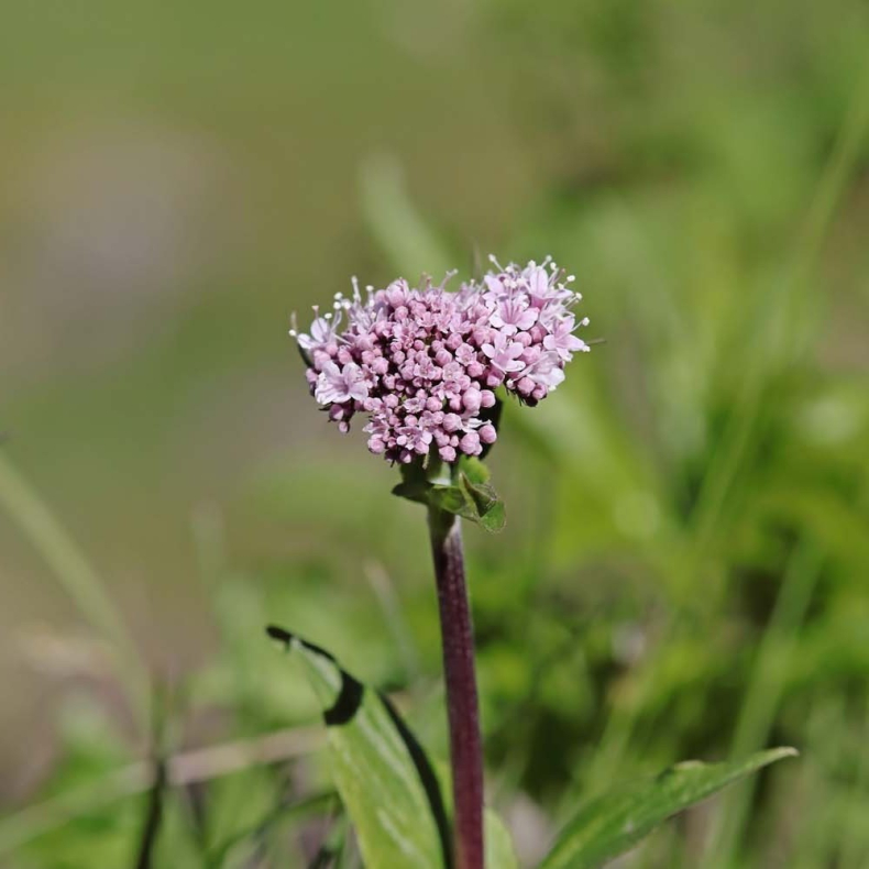 Valeriana montana - Bjergbaldrian