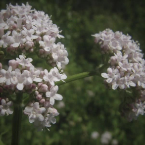 Valeriana officinalis - Lgebaldrian