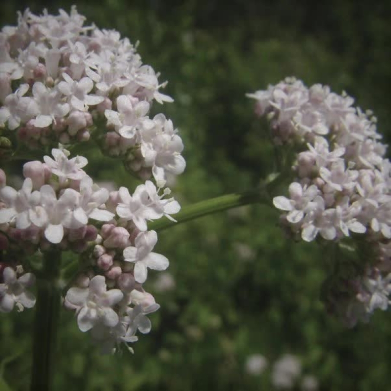 Valeriana officinalis - Lgebaldrian