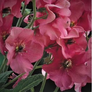 Verbascum ph Rosetta - Kongelys