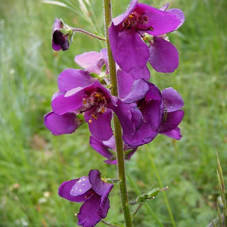 Verbascum phoeniceum-  Kongelys 