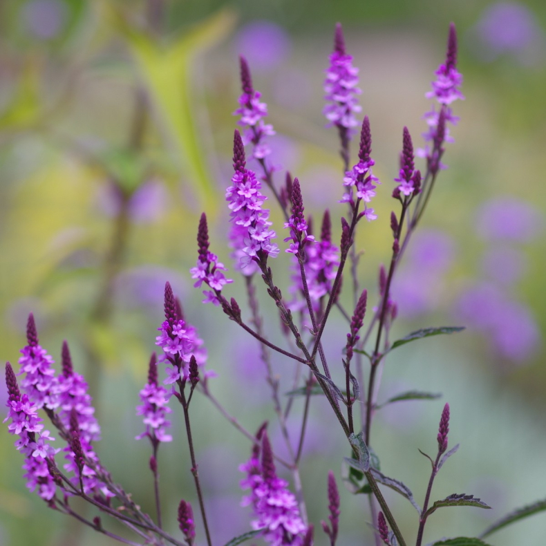 Verbena Purple Haze - Jernurt