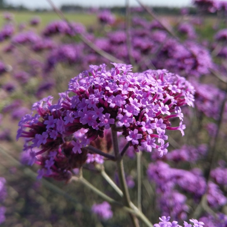 Verbena Purple Haze - Jernurt