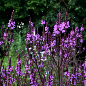 Verbena Purple Haze - Jernurt