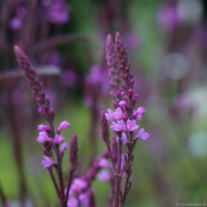 Verbena Purple Haze - Jernurt