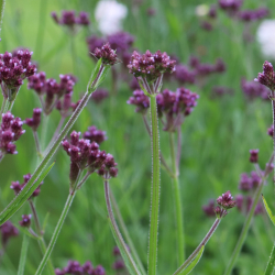 Verbena Troensehaven - Kmpeverbena -  Kmpe Jernurt
