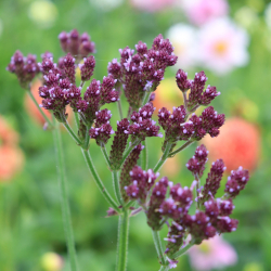 Verbena Troensehaven - Kmpeverbena -  Kmpe Jernurt
