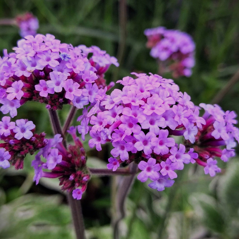 Verbena bonariensis - K�mpeverbena -  K�mpe Jernurt