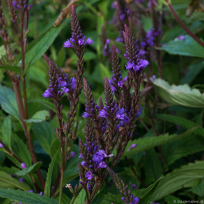 Verbena hastata Blue Spires - Spyd-Jernurt
