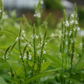 Verbena hastata White Spires - Spyd-Jernurt