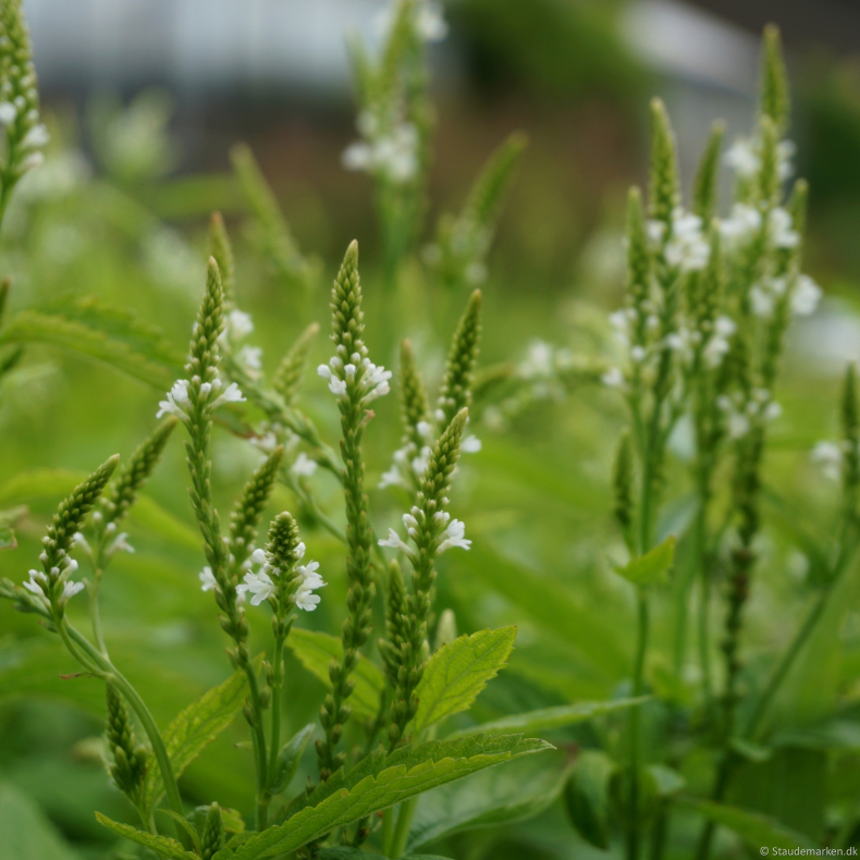 Verbena hastata White Spires - Spyd-Jernurt
