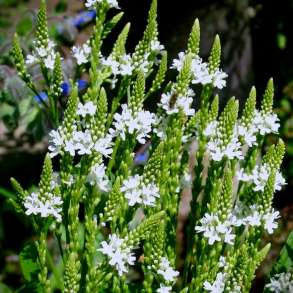 Verbena hastata White Spires - Spyd-Jernurt