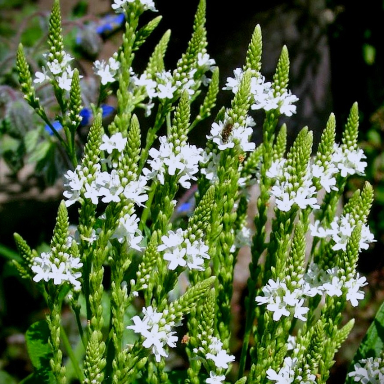 Verbena hastata White Spires - Spyd-Jernurt